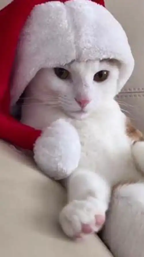 橘主播专属带你进猫德学院呀萌物农场橘主播橘猫还是那个橘猫
