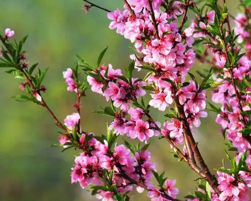 未来一周,4属相迎喜事,财旺运旺桃花旺,生活幸福美满
