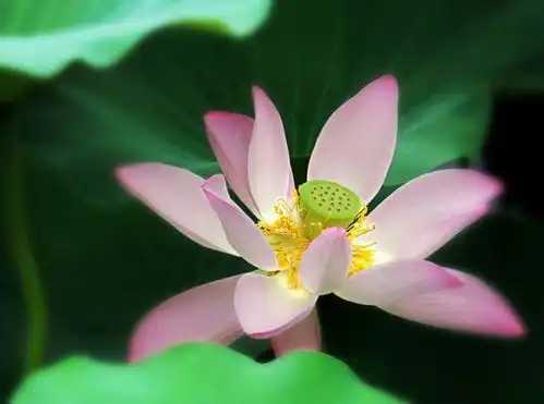 这三大生肖人天生就是老板命,财福滚滚,命是十二生肖最好的

