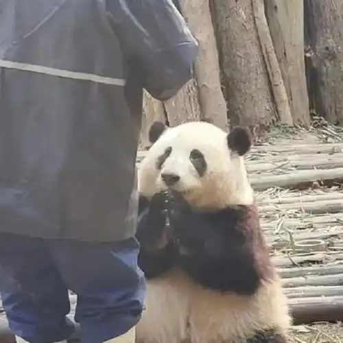熊猫花花怎么画可爱呆萌又逼真今日头条
