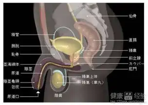 中年男人保护前列腺的小妙招
