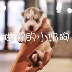 做你的小奶狗qc单曲网易云音乐
