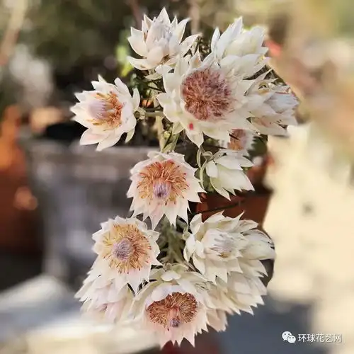 成都插花喜欢我,就给我一个好看

