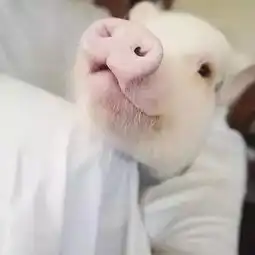粉色小猪陪伴女主人度过低潮,萌萌哒风格爆红instagram
