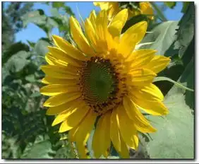 向日葵情侣头像
