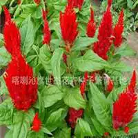 微信鸡冠花头像高清鸡冠花花朵图片大全
