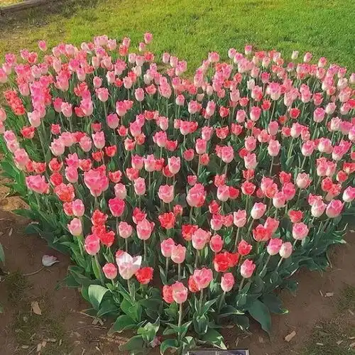 背景图2022.4.20期
