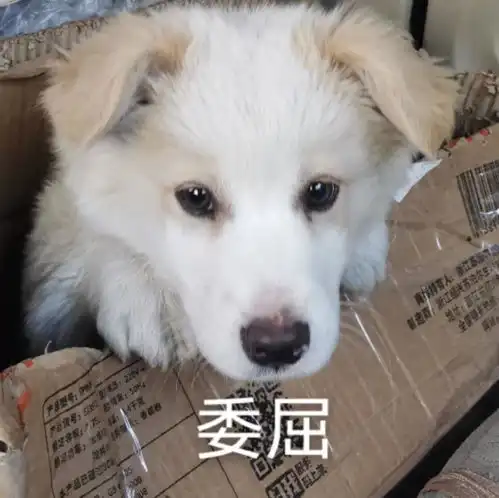 这是柯基和什么的串吗