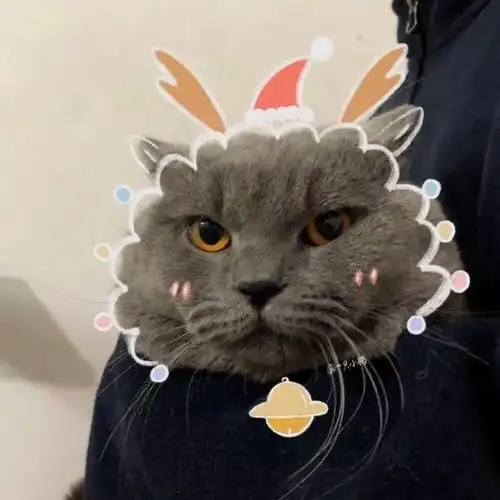 头像男抱猫悬赏