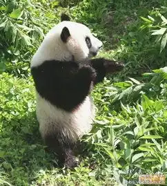 易车
