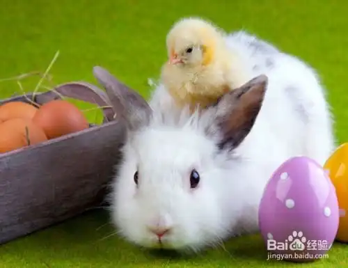 饲养兔子要注意哪些事项
