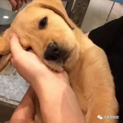 我能想到最幸福的事,就是和你一起养只小狗狗...
