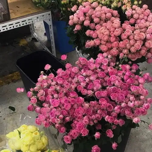 鲜花背景图浪漫永不过时,总有人手捧鲜花为你而来
