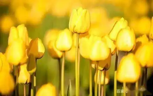 十喜十发,十财十运,十富十贵,十全十美的6个生日尾数
