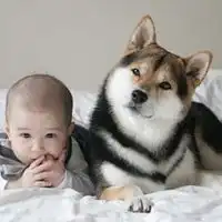 呆萌企鹅宝宝卡通图案微信头像图片大全
