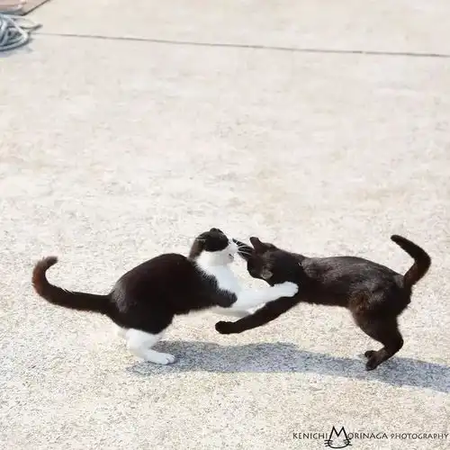 猫咪战斗力排行榜看谁称霸猫界
