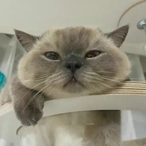 无水印可爱猫咪头像
