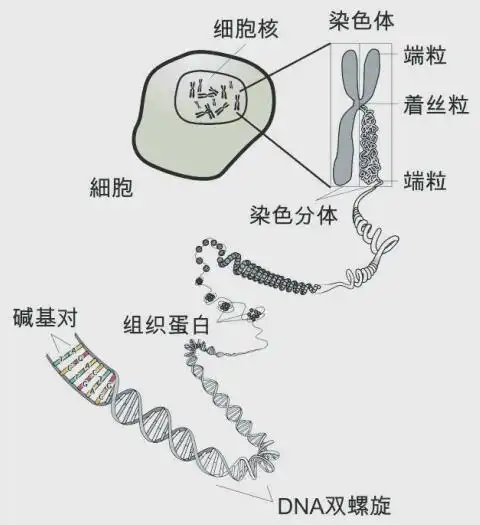 人类的y染色体正在不断缩短,未来的男性会因此而消失吗
