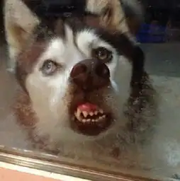 我最牵挂的是今天你们换微信头像了吗
