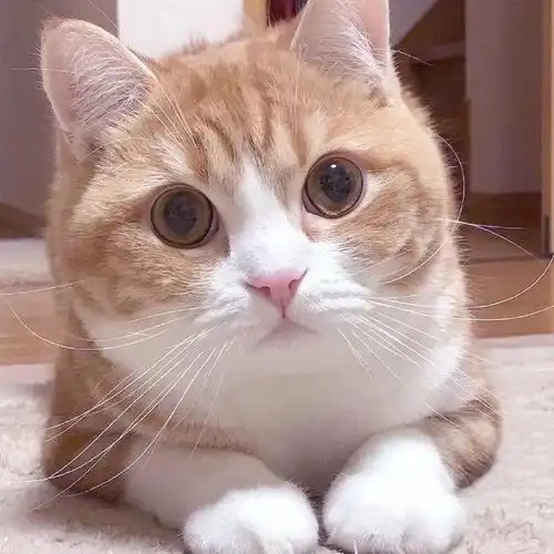 有什么好的萌宠头像推荐一下主要猫猫狗狗的
