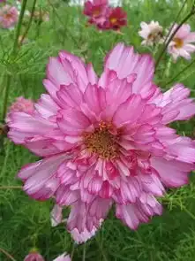 植物界的奇葩们真会玩
