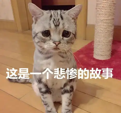 猫咪与男友亲爱的,你看她像不像条单身狗
