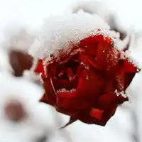 情侣头像拿玫瑰花图片玫