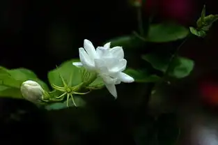余生,茉莉花香作伴
