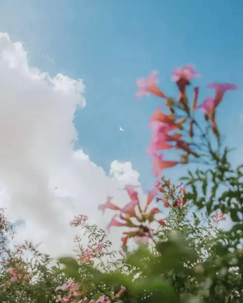 视界花与月