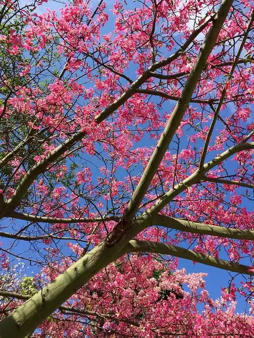 我的灵魂里,住着这一片美丽异木棉
