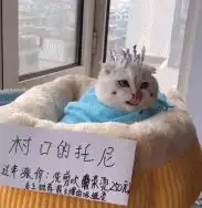 给猫咪做锡纸烫,过完年还要做最靓的猫,网友锡纸烫典型渣男
