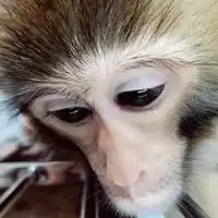 抖音最火猴子图片大全微信头像图片大全
