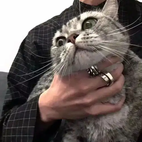抱猫头像爱意随风起却不随风散
