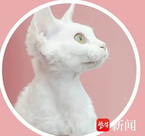 毕业季职业大揭秘3凶猫洗澡师最严重一次整只手被咬穿,但也真的很爱它们
