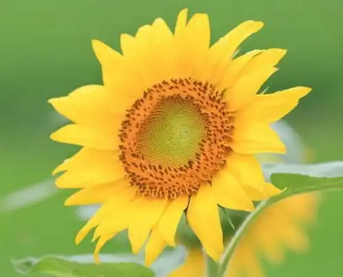 不愿欠人情的3生肖女,有困难自己扛,不依赖别人
