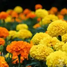 首页辽宁省台安县五艳花卉苗木合作社主营花卉室内观花植物灌
