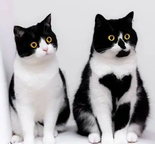 猫崽出生男默女泪,公猫我选择原谅
