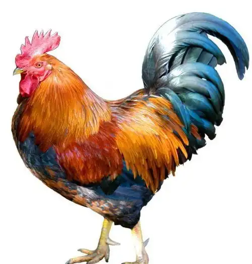 11月4日,各大生肖运势
