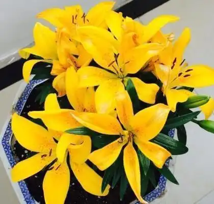 小小花瓶也能镇宅旺桃花其中作用大着呢
