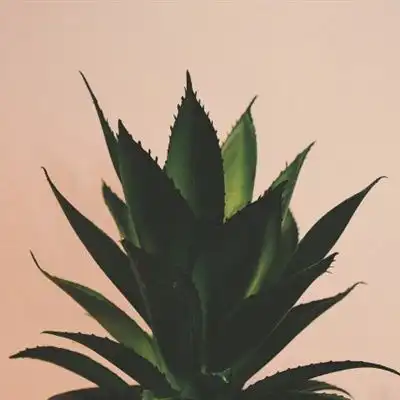 最美多肉微信头像,可爱绿色的多肉植物图片
