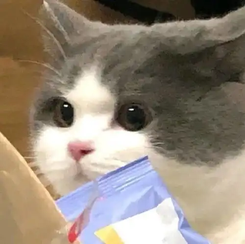 可爱头像丨猫猫狗狗
