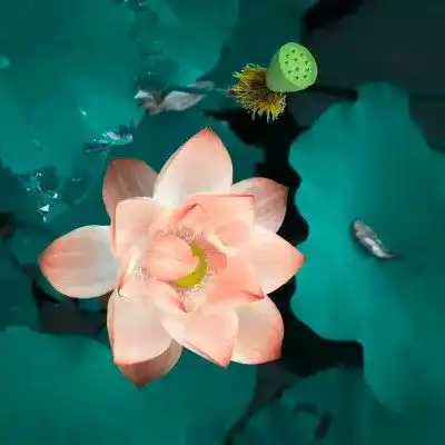 老人微信荷花头像图片,做微信头像最漂亮莲花的图片
