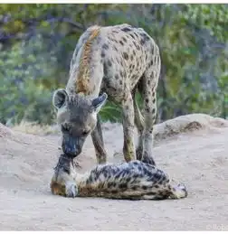 他5岁接触相机,年仅13岁就成为获奖无数的野生动物摄影师
