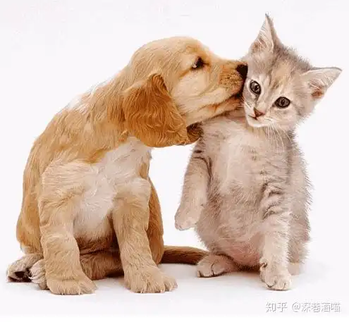 狗能把猫吃掉所以养狗就不养猫,这是真的吗
