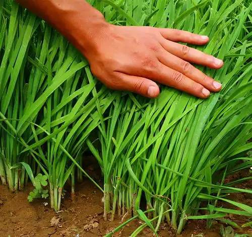 春季买韭菜,搞懂白根和紫根的区别,买到新鲜优质的韭菜
