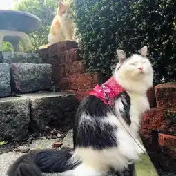 男朋友的正确打开方式,这只橘猫连续2年不间断每天来看女票