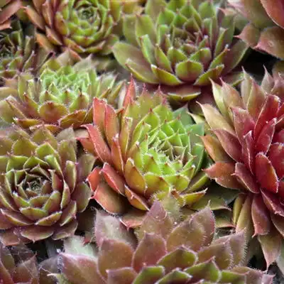 多肉微信群头像唯美的多肉植物图片
