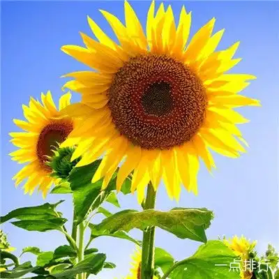 微信最吉利的好看头像2019风水上最好的微信头像
