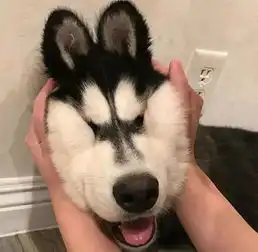 铲屎官上点心眼吧,千万别捏狗脸因为你会停不下来柴犬