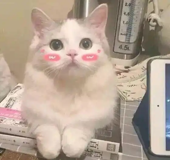 七夕还是一个人为啥你单身因为猫都比你更会撩
